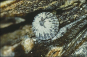 Green fruit worm egg