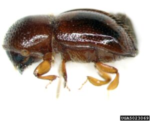 Adult black stem borer