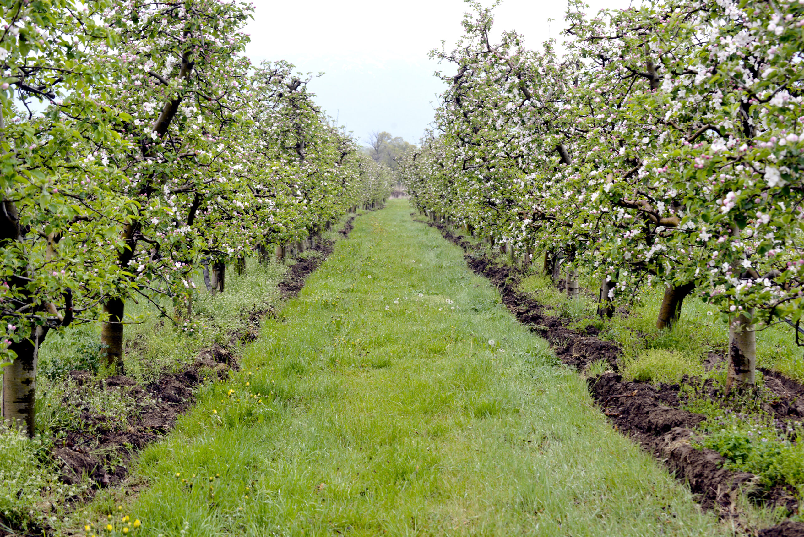 aisle in between rows of blooming apples trees