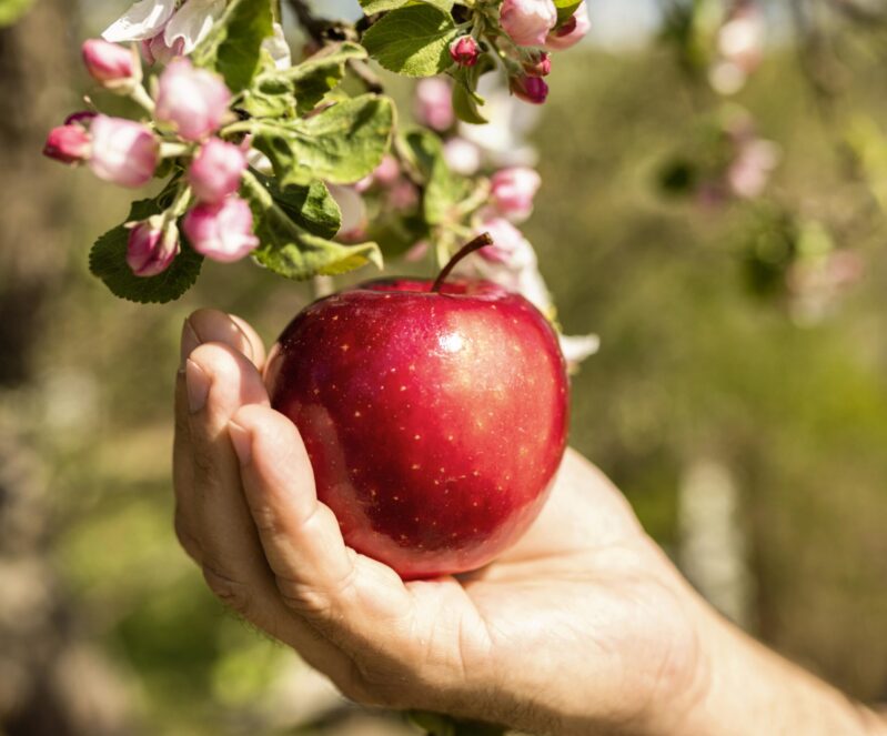 https://www.pomatech.org/wp-content/uploads/2024/09/person-taking-delicious-apple-from-tree-scaled-e1743833561965.jpg