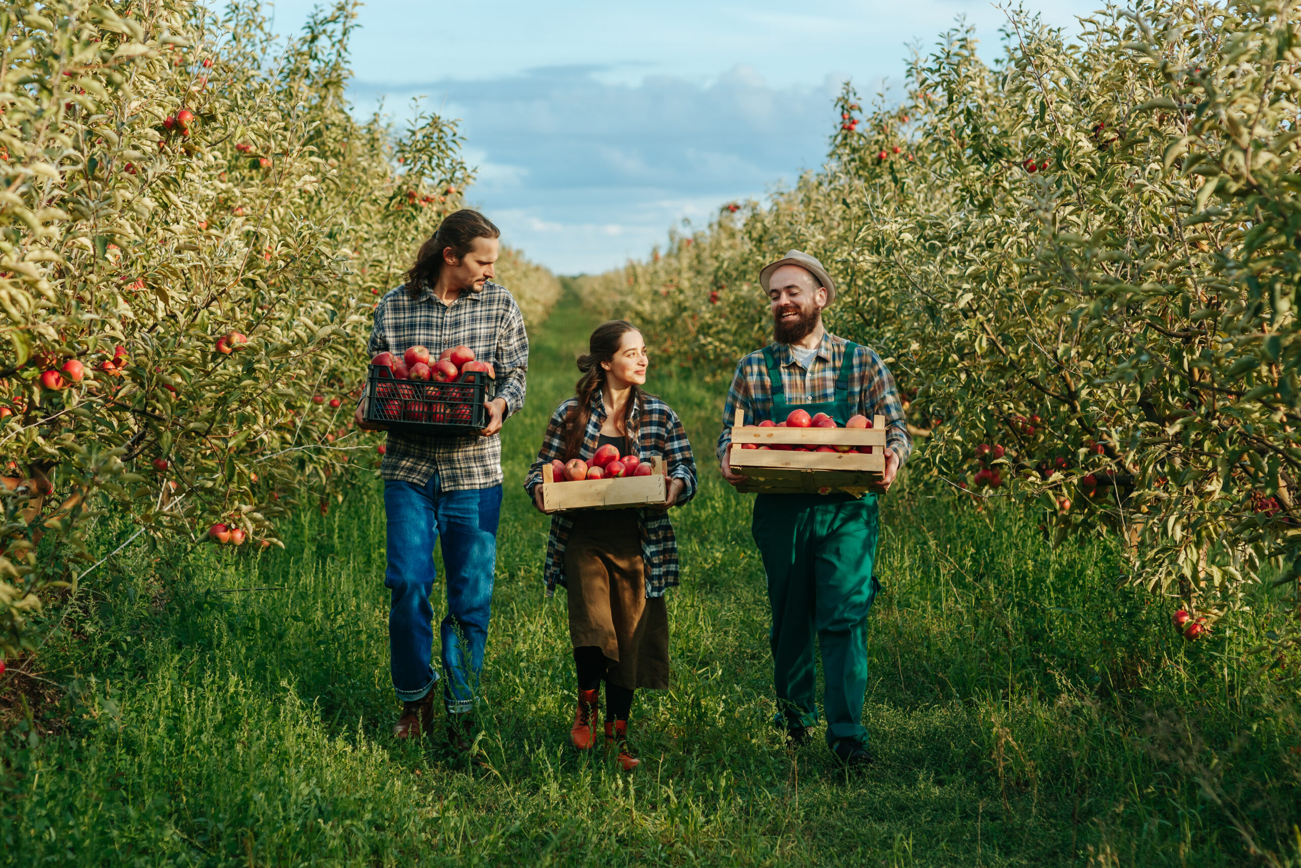 3 people walking through an apple orchard carrying crates of red apples and smiling at each other